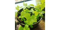 Minipot parsley biodegradable